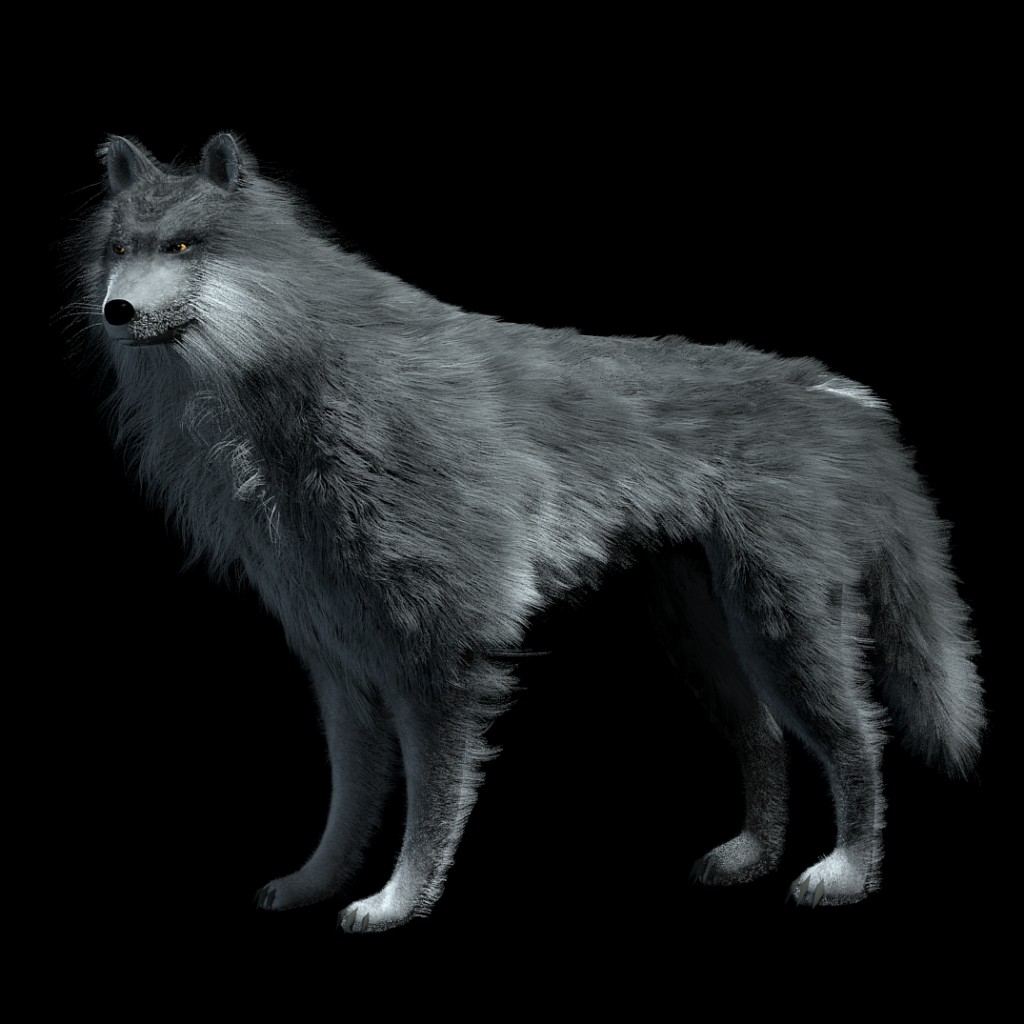 wolf fur preview image 1